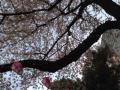 201303居木桜1